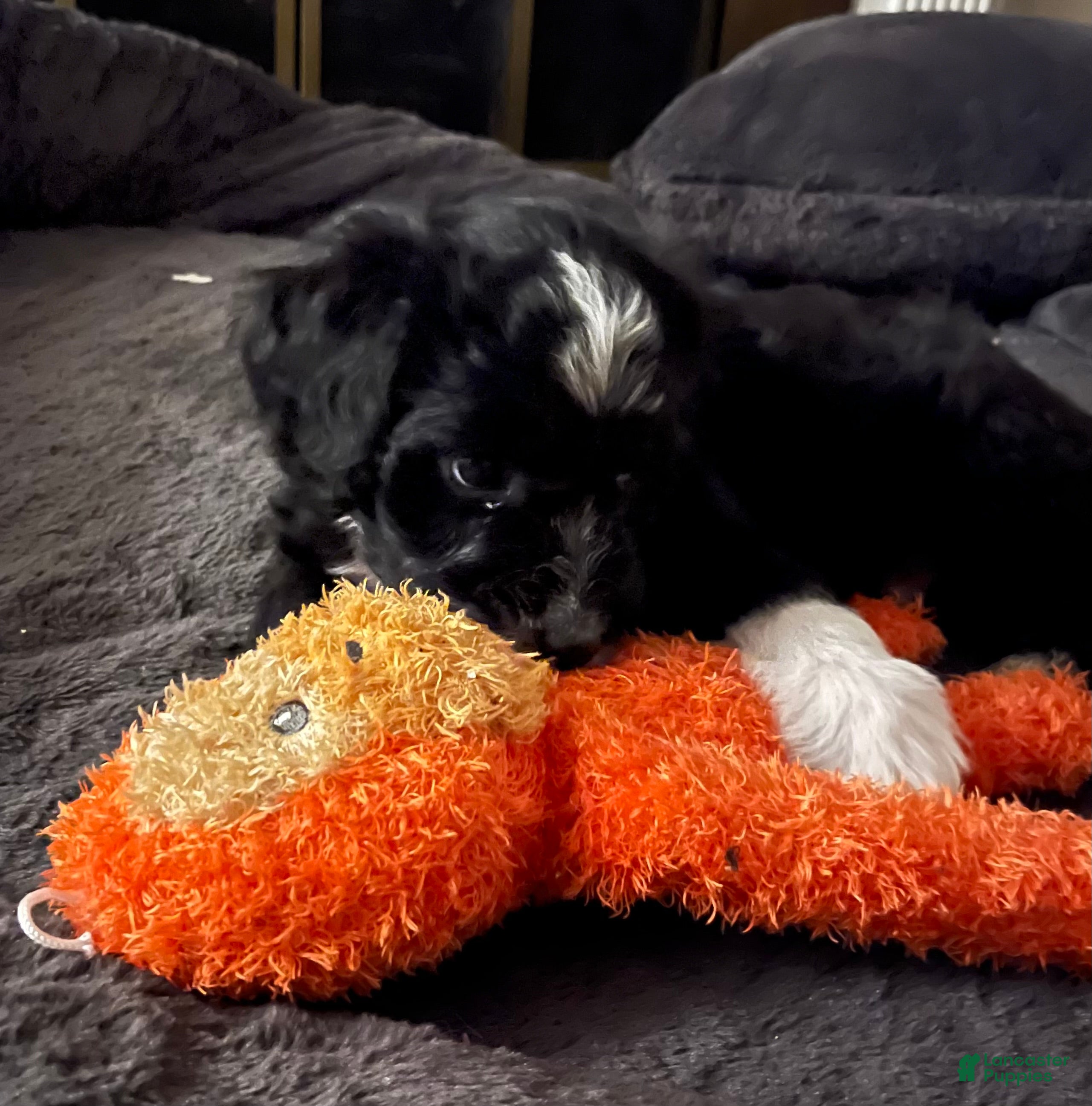 Aussiedoodle dogs Bo - Ad 1