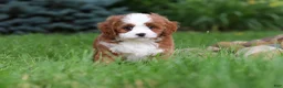 Cavapoo dogs for sale: Maverick - Ad 4