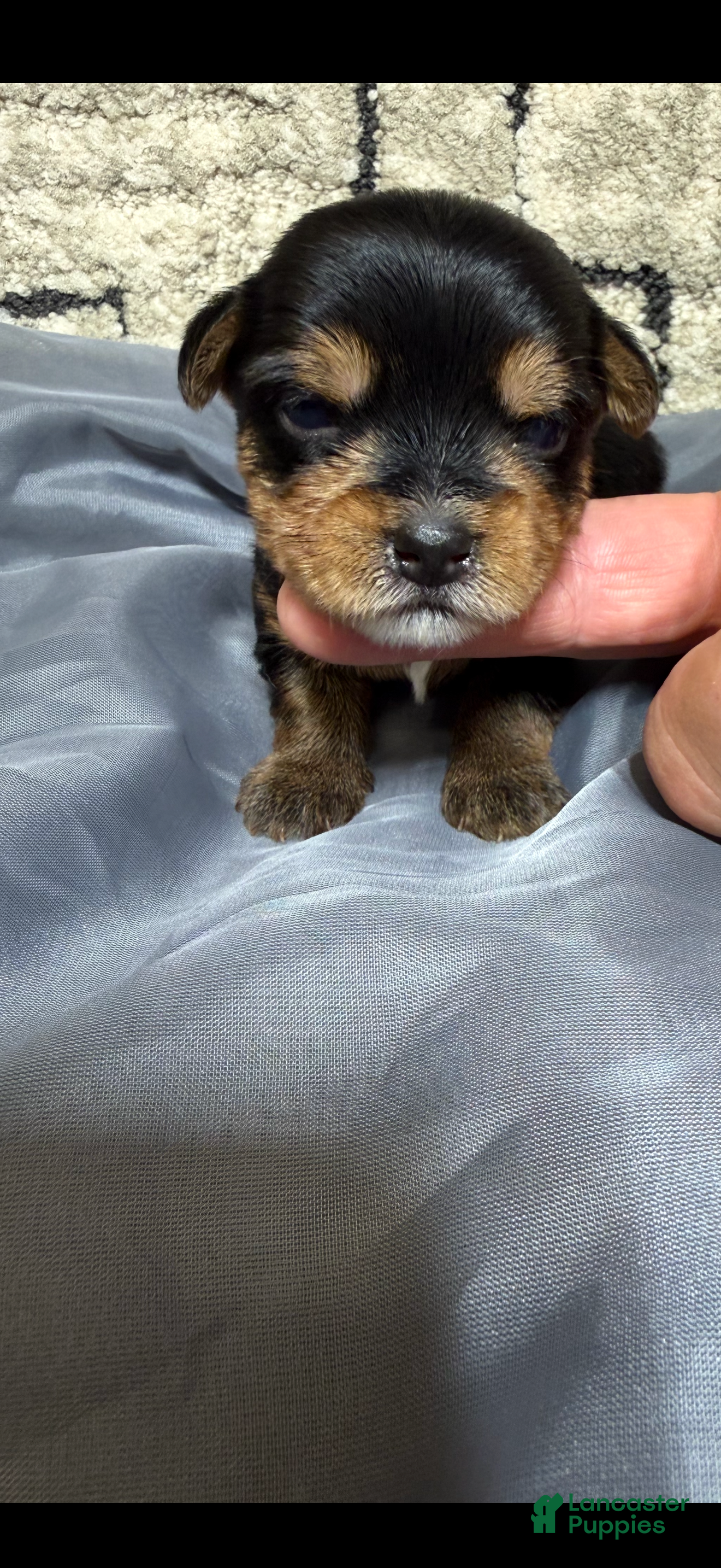 Yorkshire Terrier dogs Yorkshire Terrier 1 - Ad 38