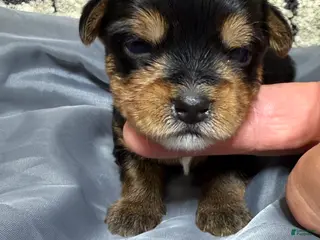 Yorkshire Terrier dogs Yorkshire Terrier 1 - Ad 38