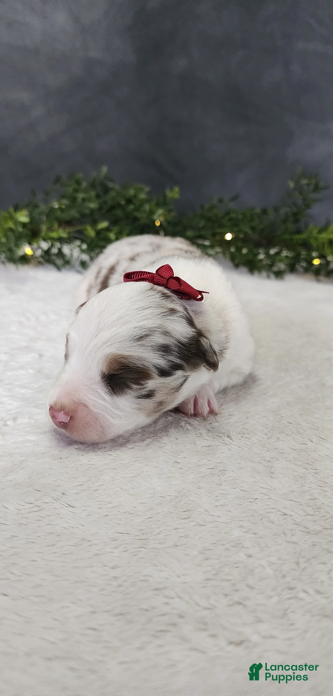 Miniature Australian Shepherd dogs for sale: Grace - Ad 3