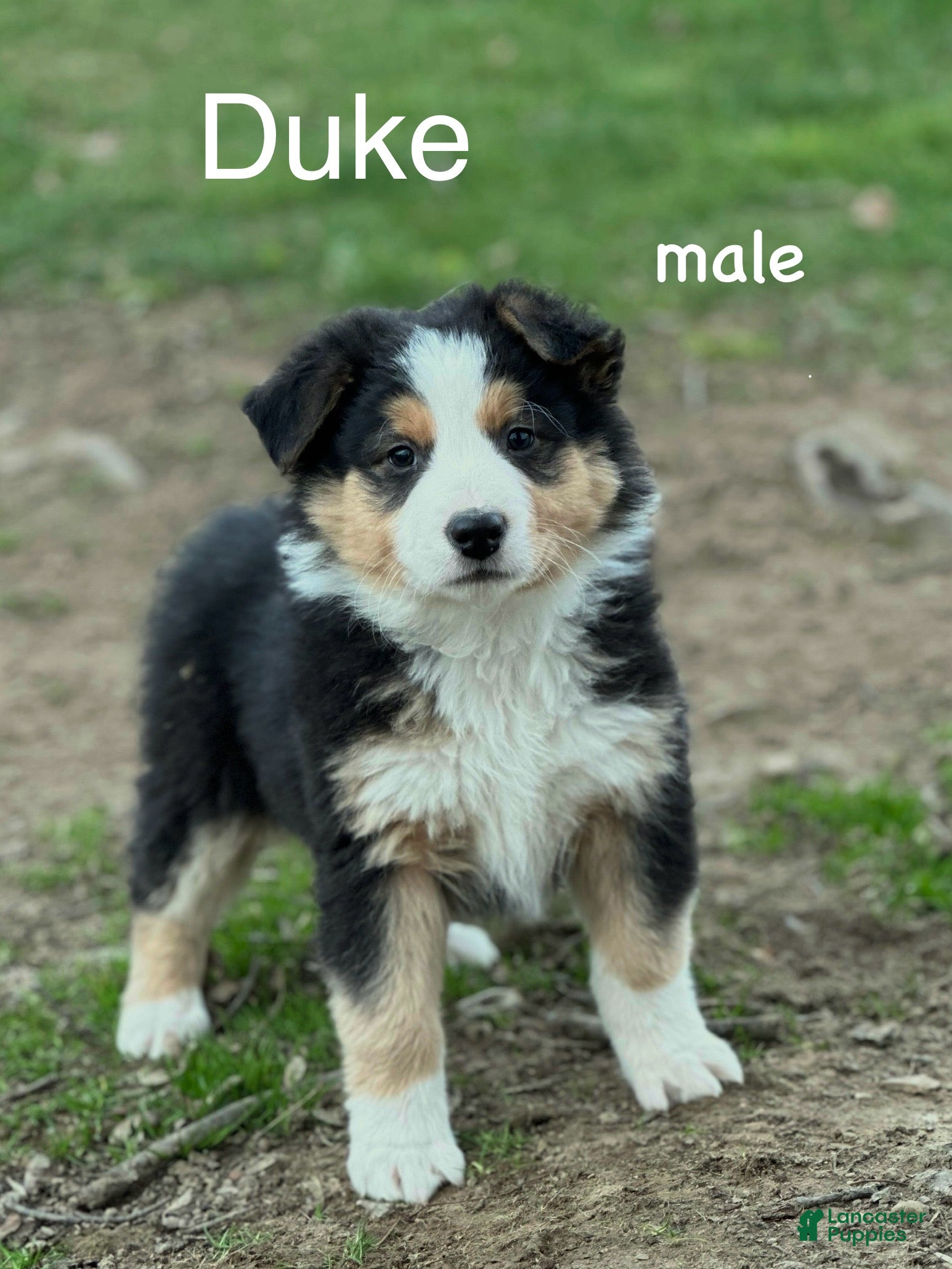 Australian Shepherd dogs Duke - Ad 11