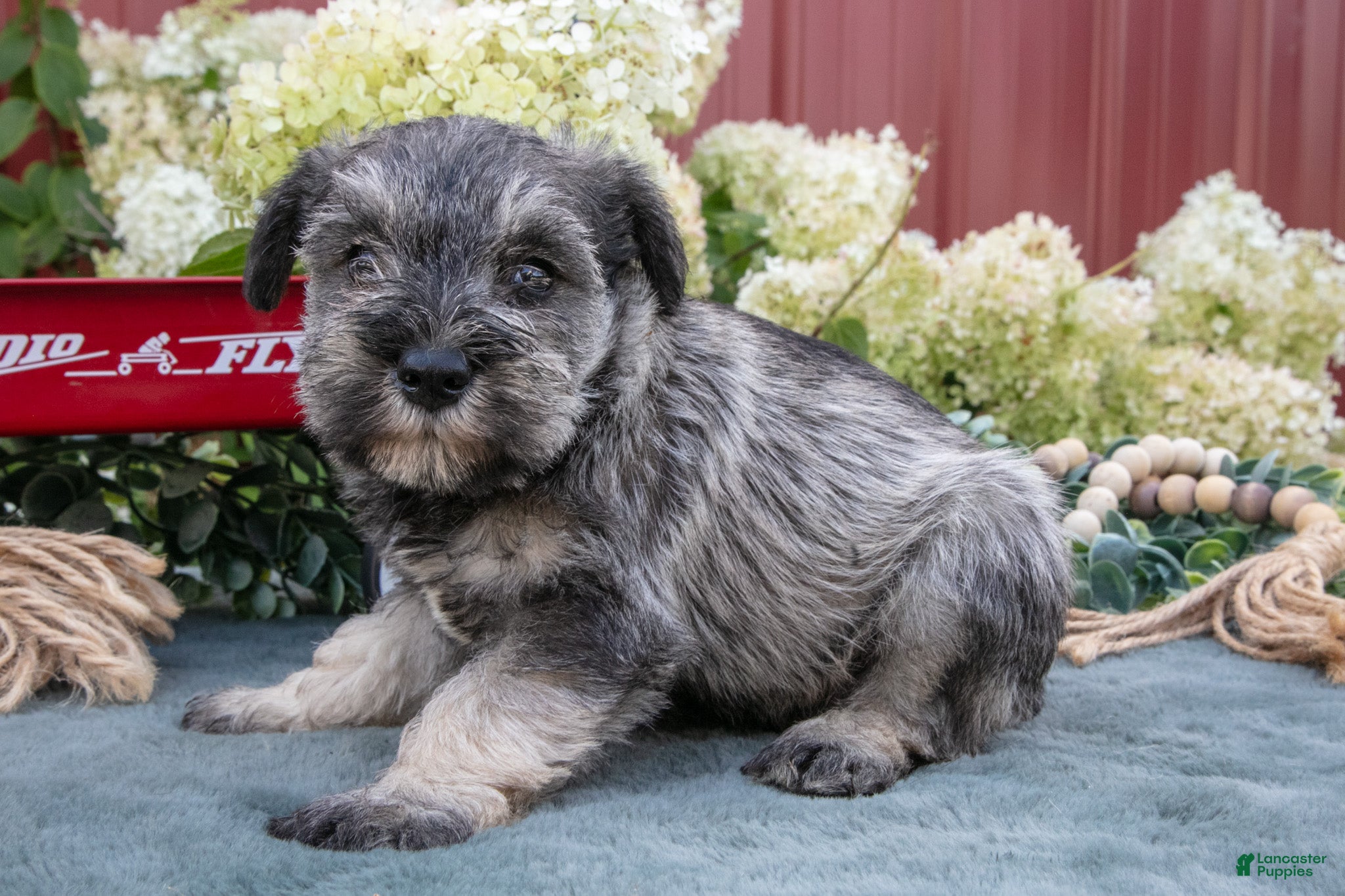 Miniature Schnauzer dogs Shorty - Ad 1
