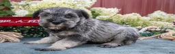 Miniature Schnauzer dogs for sale: Shorty - Ad 1