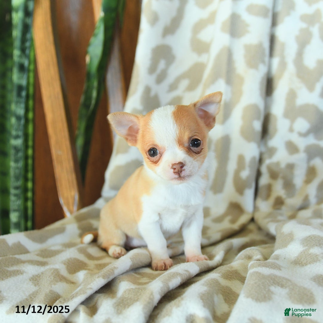 Chihuahua dogs for sale: Tulip - Ad 2