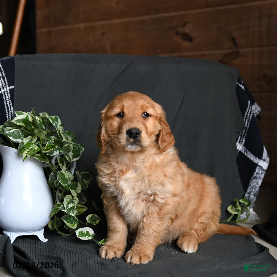 Golden Retriever dogs for sale: Ebony - Ad 3