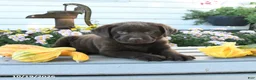Labrador Retriever dogs for sale: Jaydon - Ad 3