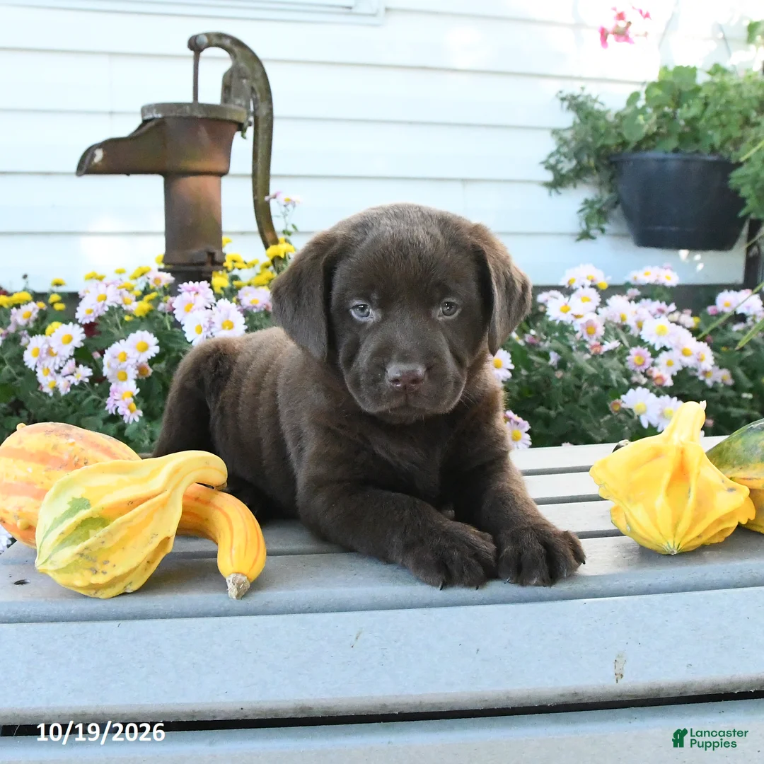 Labrador Retriever dogs for sale: Jaydon - Ad 3