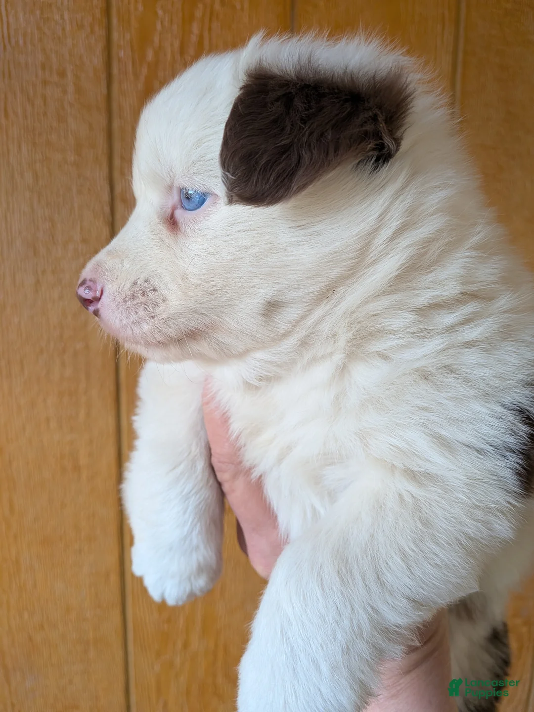 Australian Shepherd dogs for sale: Australian Shepherd Puppy 3 - Ad 2