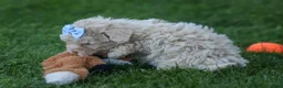 Havapoo dogs for sale: OLEN - Ad 5