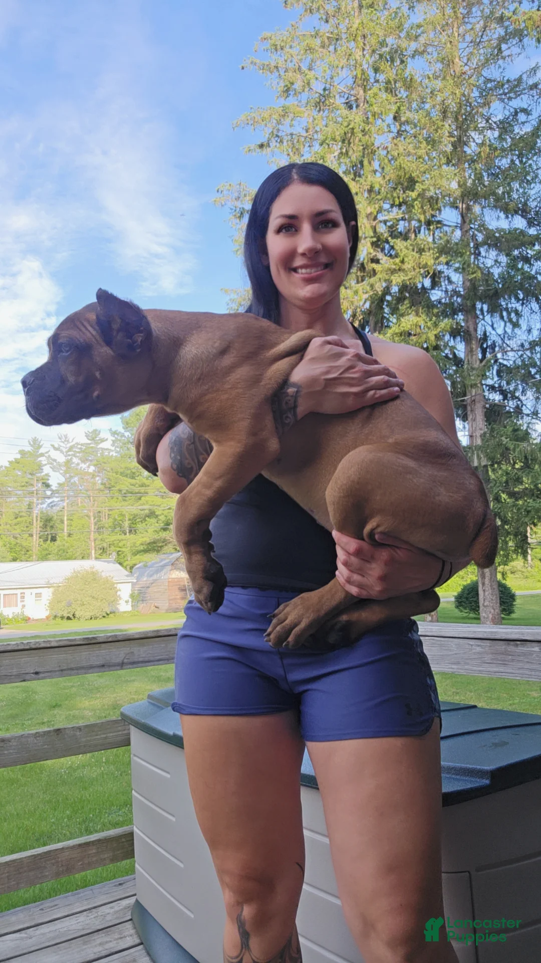 Cane Corso dogs for sale: Cane Corso 1 - Ad 1