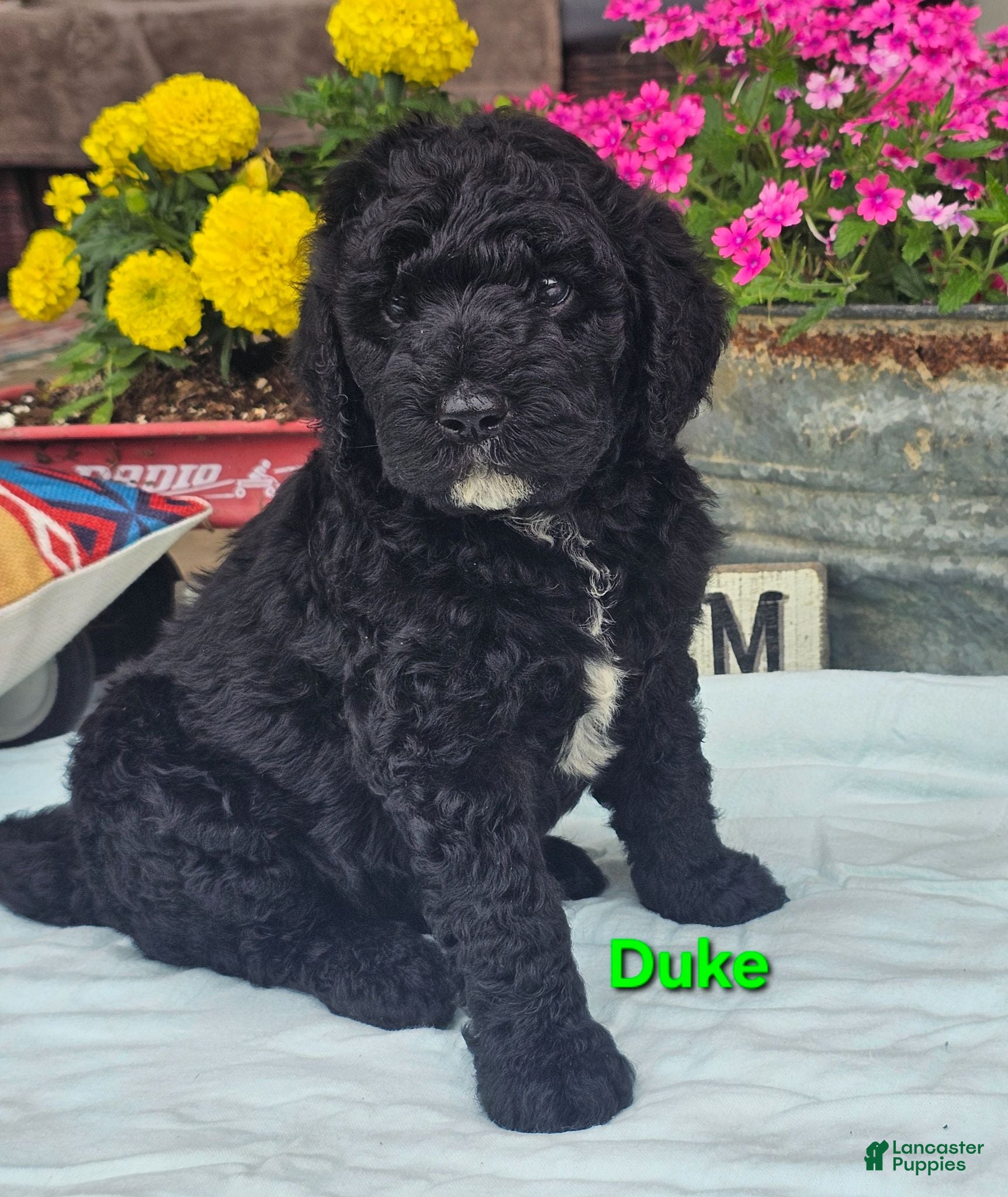 Goldendoodle dogs Duke  - Ad 1