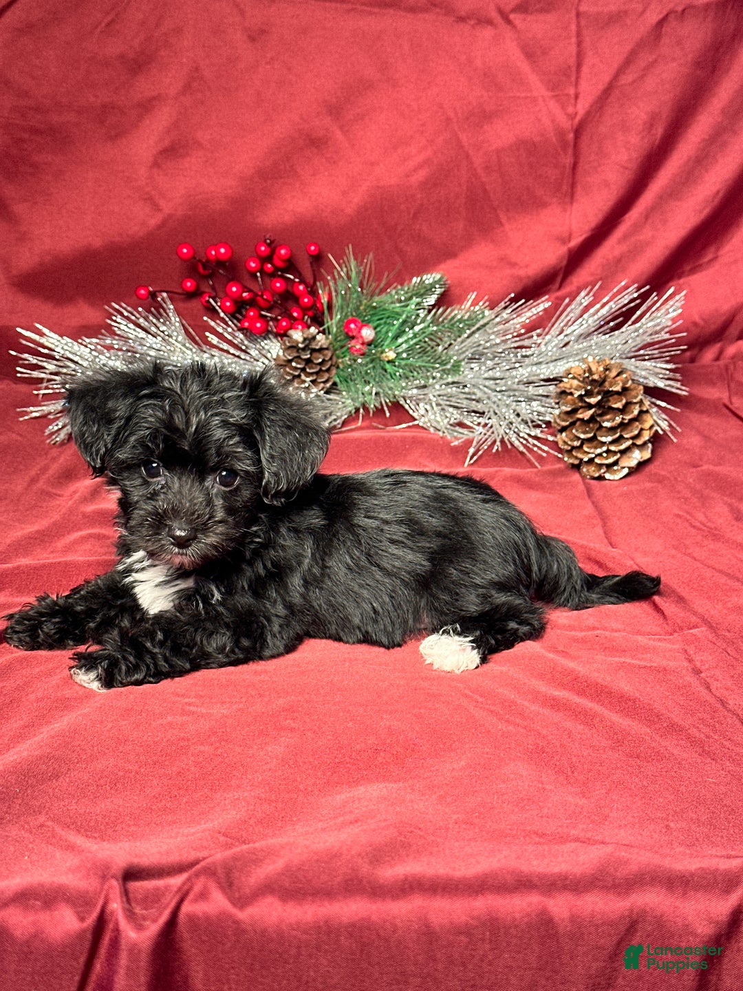 Yochon dogs for sale: Benson - Ad 4