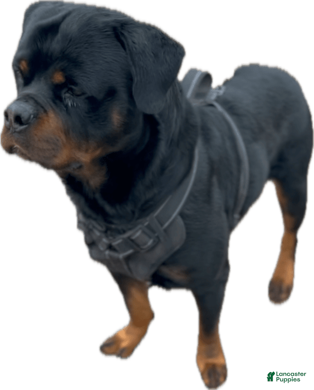 Rottweiler dogs for sale: Eve - Ad 4