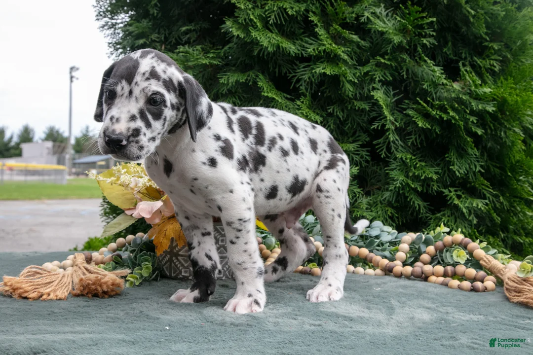 Great Dane dogs for sale: Kodiak - Ad 3