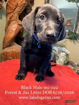 Labrador Retriever dogs Boy 1 - Ad 13
