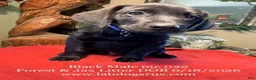 Labrador Retriever dogs for sale: Boy 1 - Ad 1