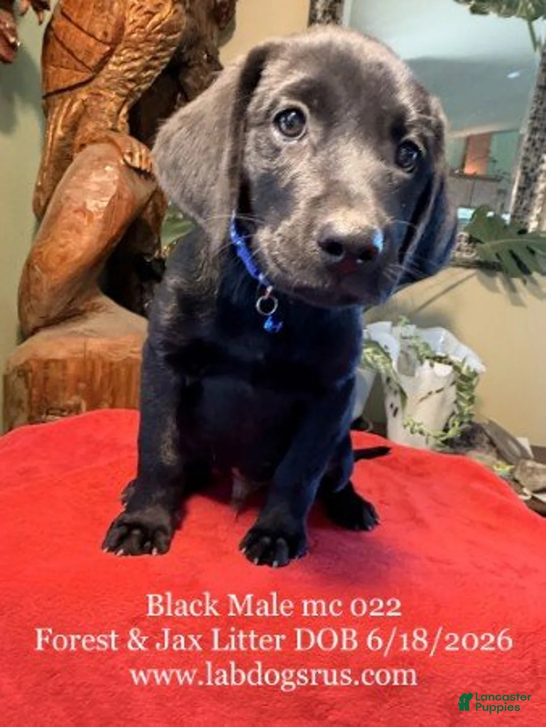 Labrador Retriever dogs for sale: Boy 1 - Ad 1