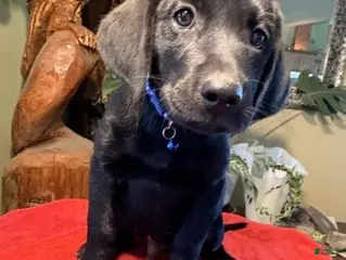Labrador Retriever dogs Boy 1 - Ad 13