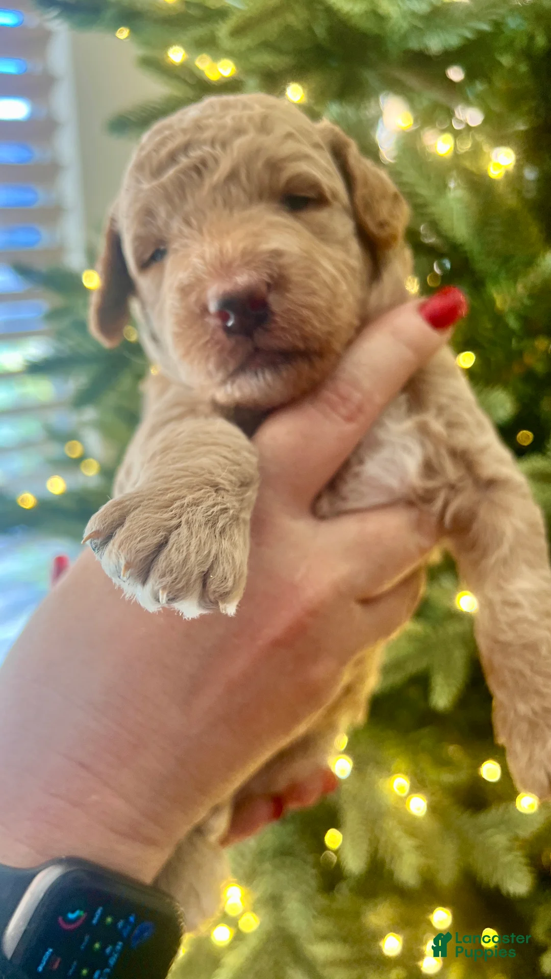 Goldendoodle dogs for sale: Luv – Apricot Medium Goldendoodle (F) – Service Dog Temperament Candidate - Ad 17