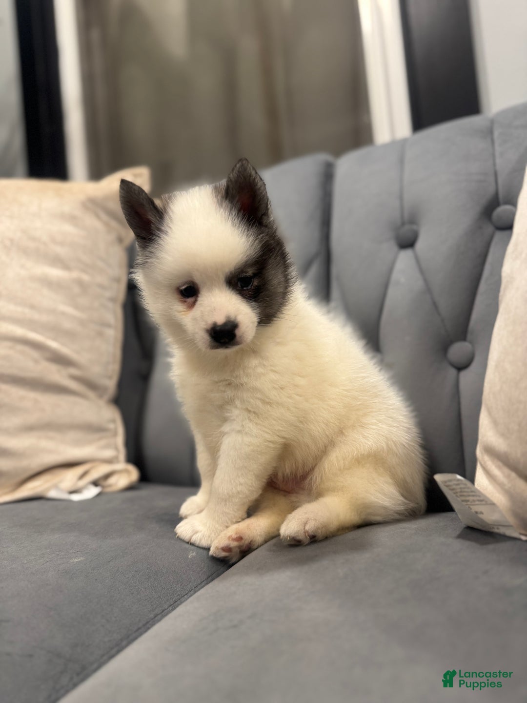 Pomsky dogs for sale: Thanos - Ad 2