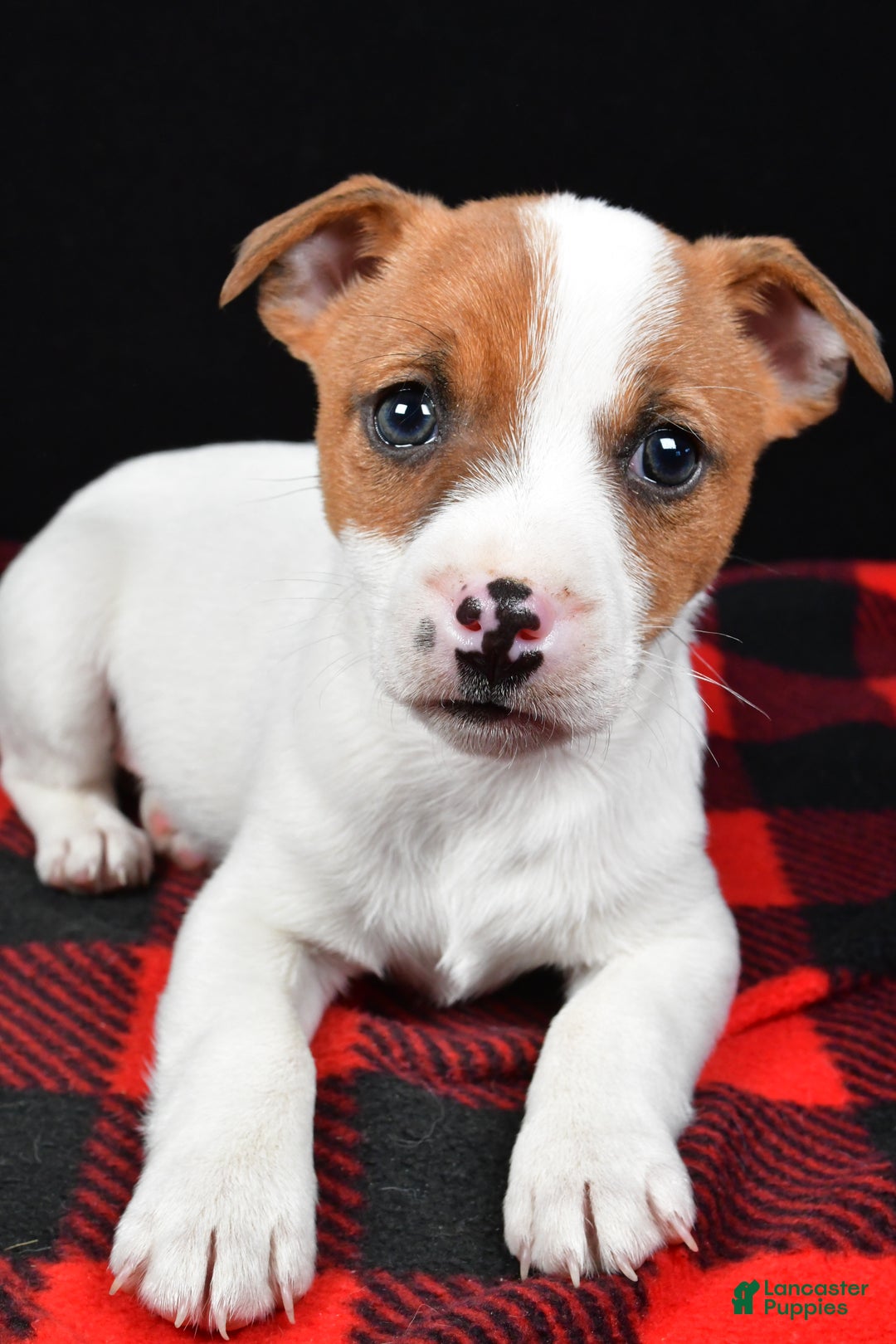 Jack Russell Terrier dogs for sale: Thunder - Ad 5