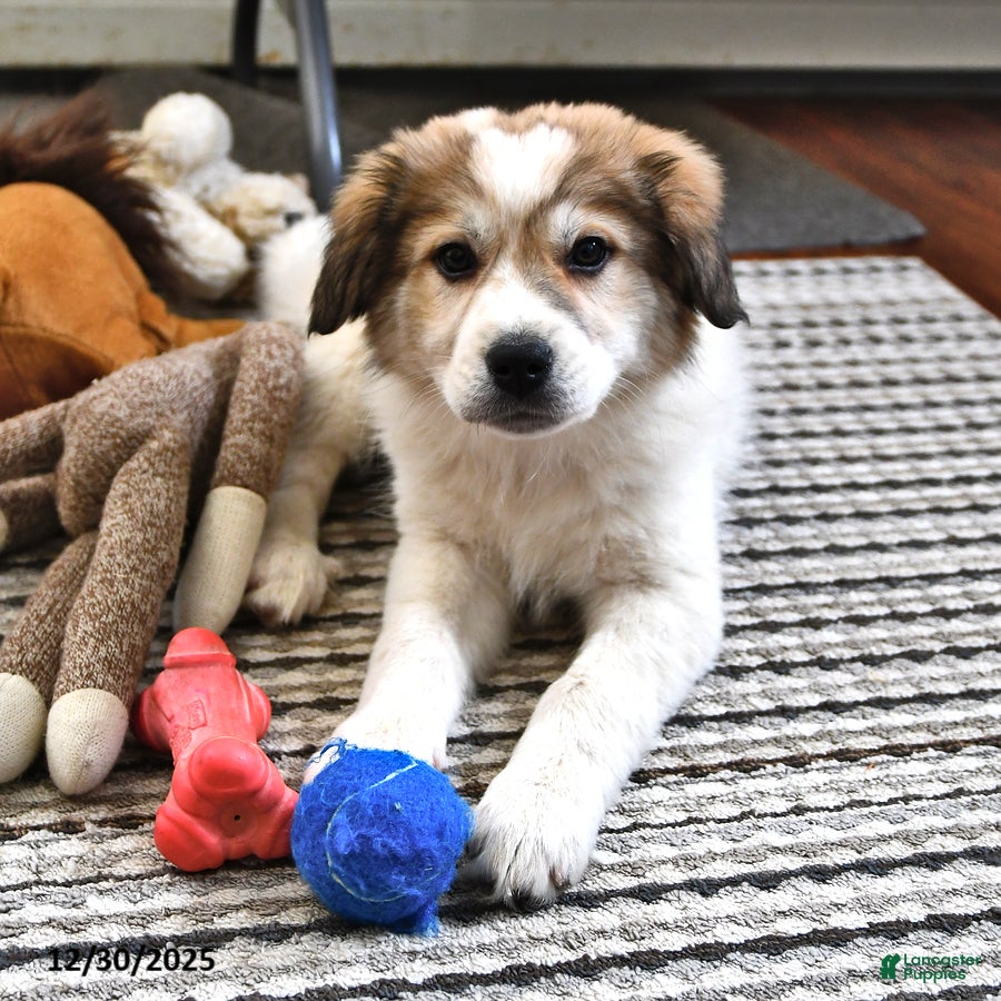 Great Pyrenees dogs Haley - Ad 5