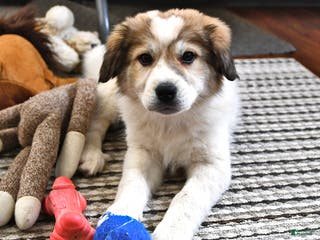Great Pyrenees dogs Haley - Ad 5