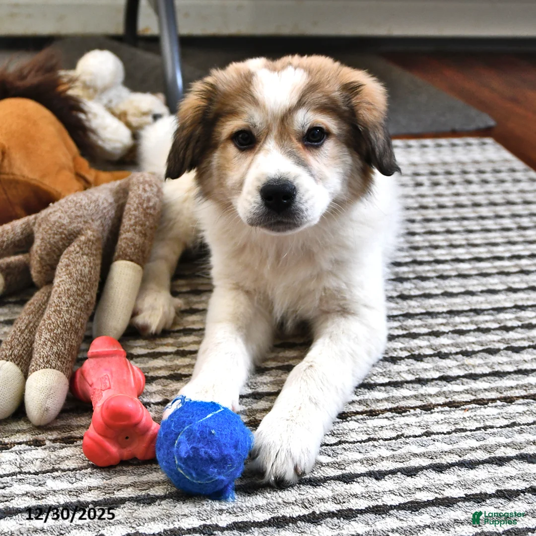 Great Pyrenees dogs for sale: Haley - Ad 1