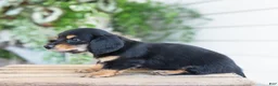 Miniature Dachshund dogs for sale: Mabel - Ad 9