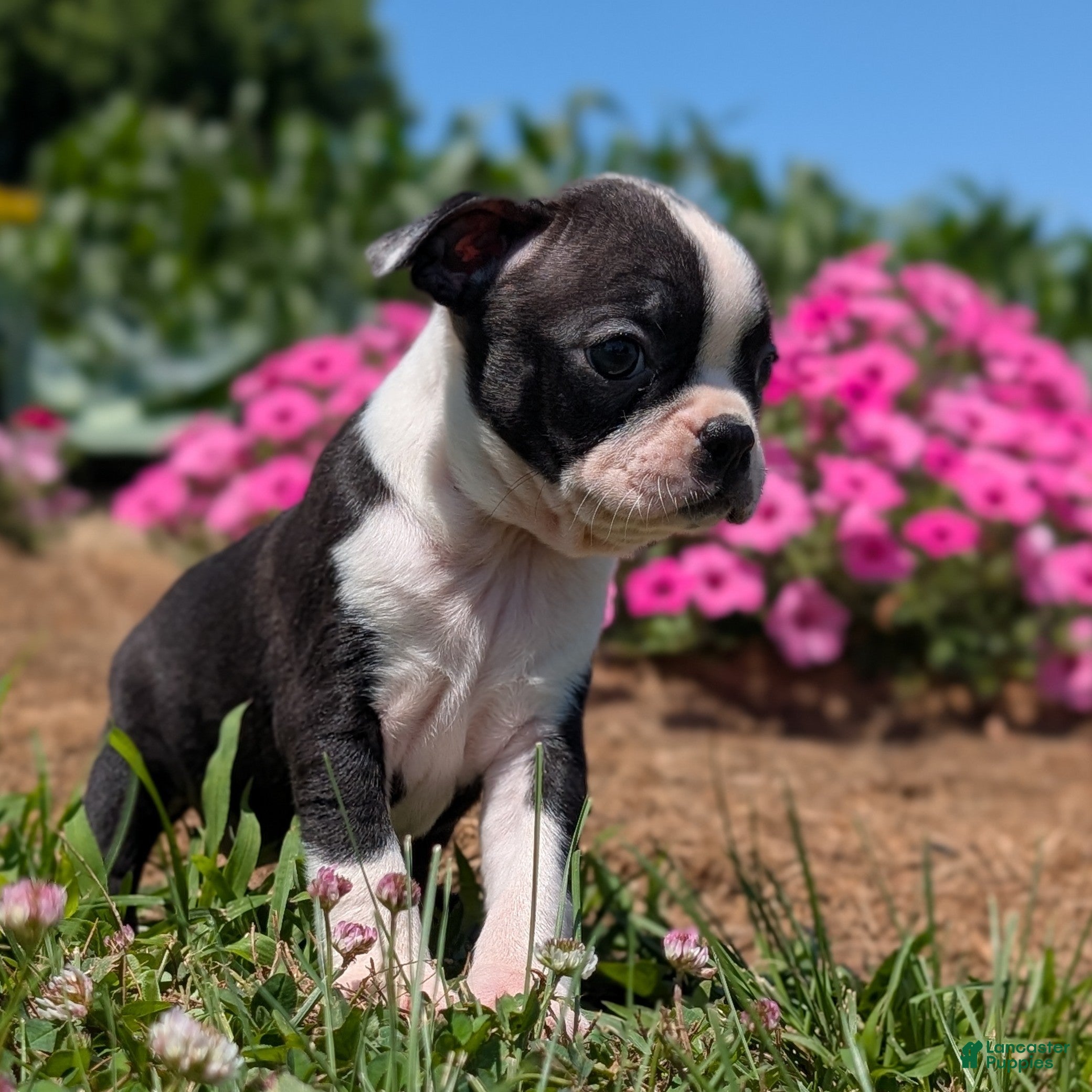Boston Terrier dogs Graham Cracker - Ad 1