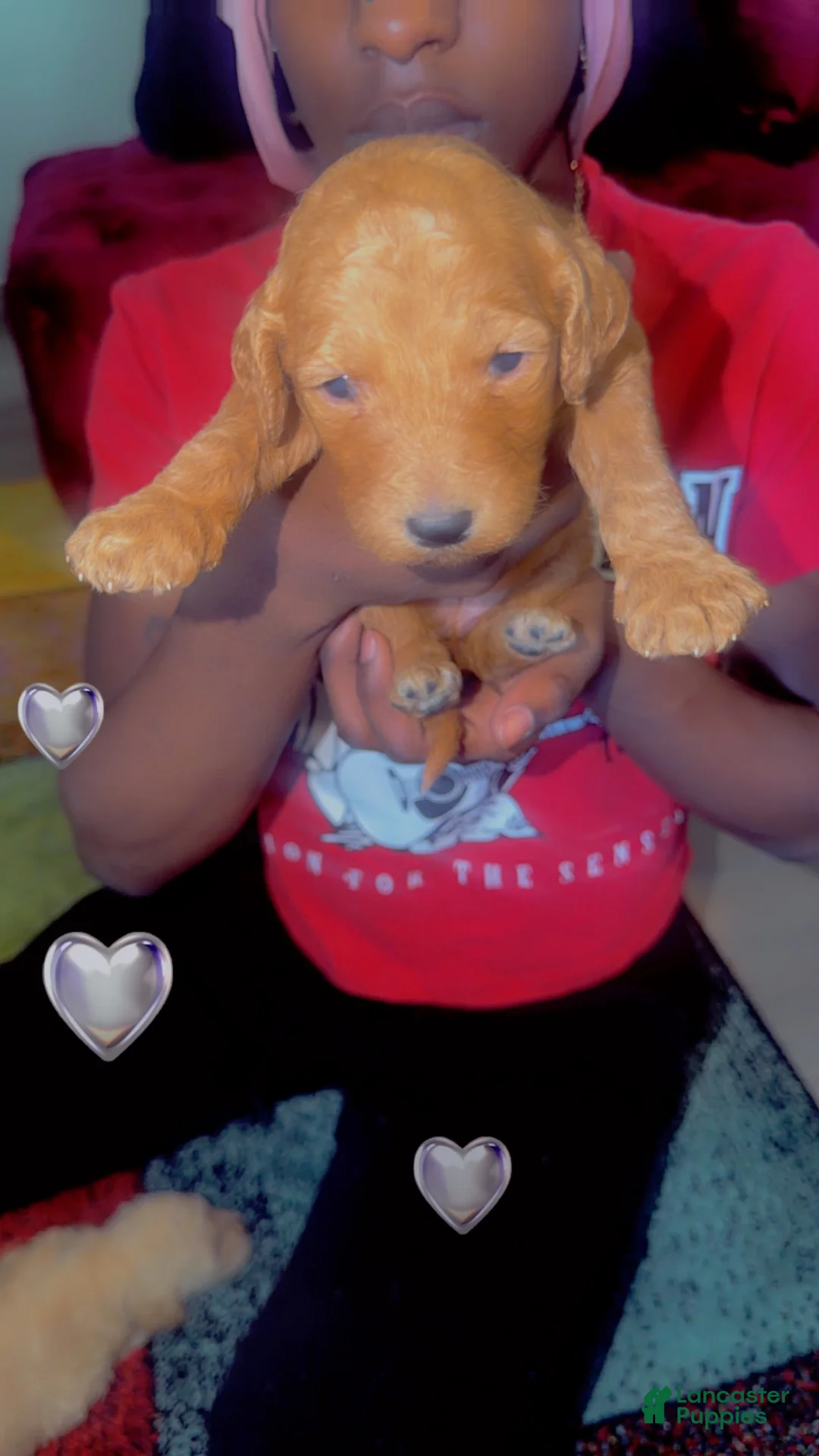 Goldendoodle dogs for sale: Goldendoodle 9 - Ad 1