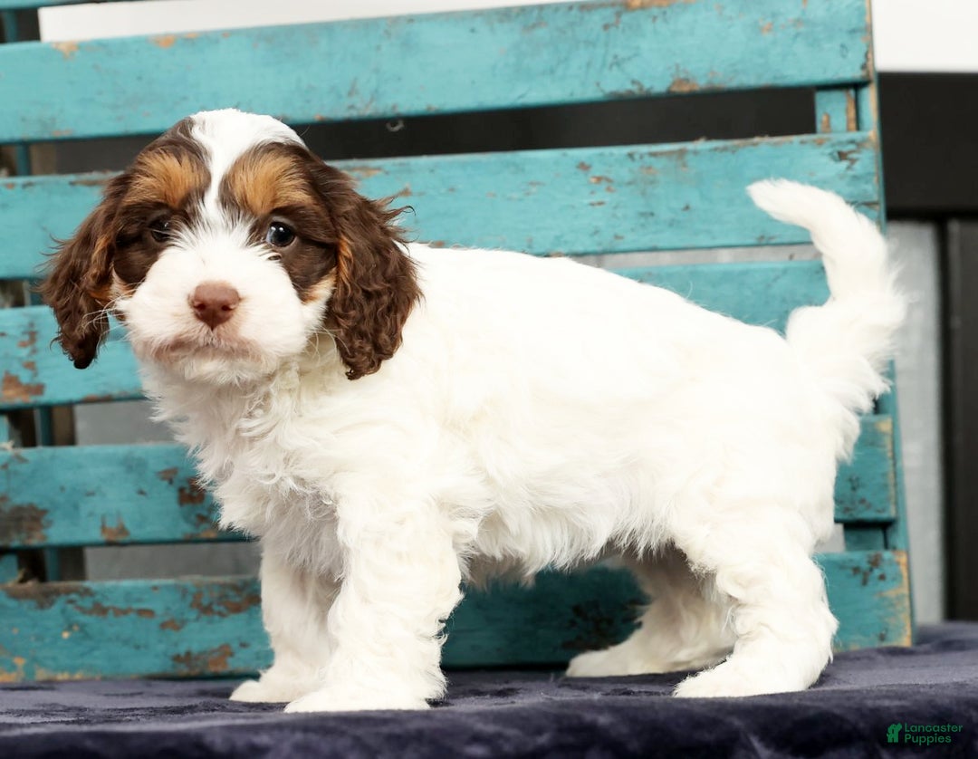 Cavapoo dogs for sale: Dania - Ad 1