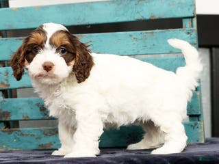 Cavapoo dogs Dania - Ad 1