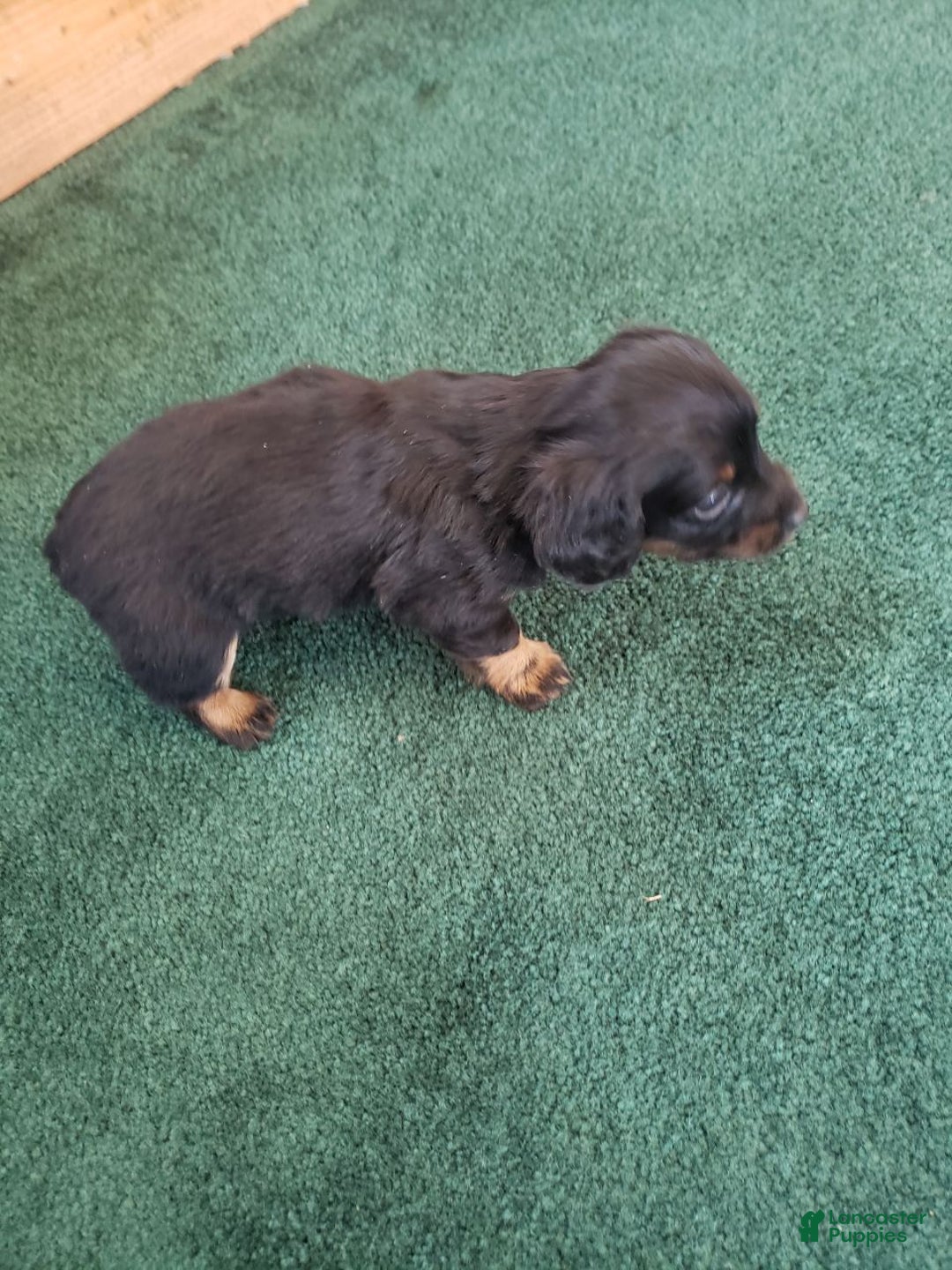 Miniature Dachshund dogs for sale: Byron - Ad 3