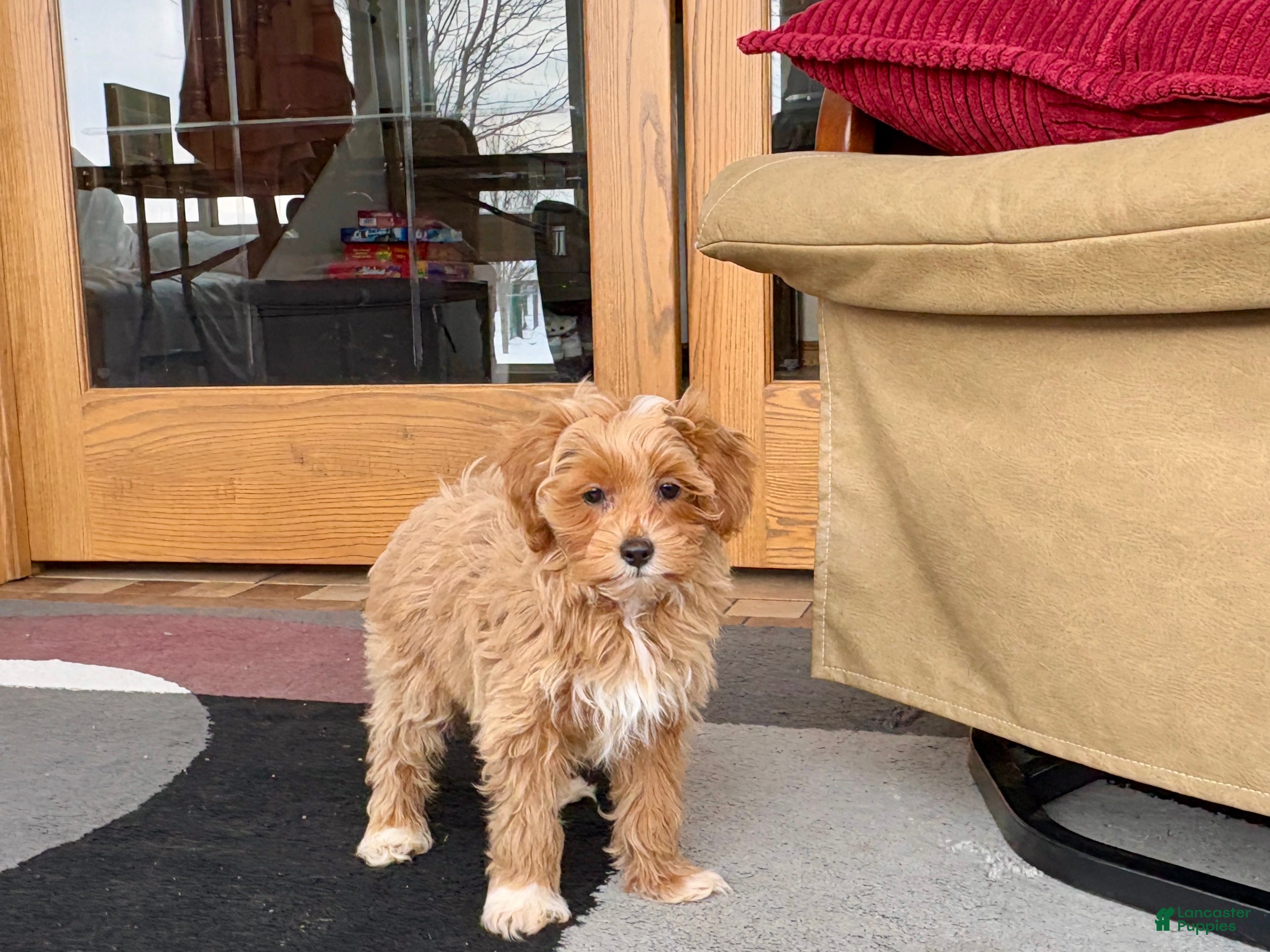 Maltipoo dogs Maltipoo Puppy 4 male  - Ad 22