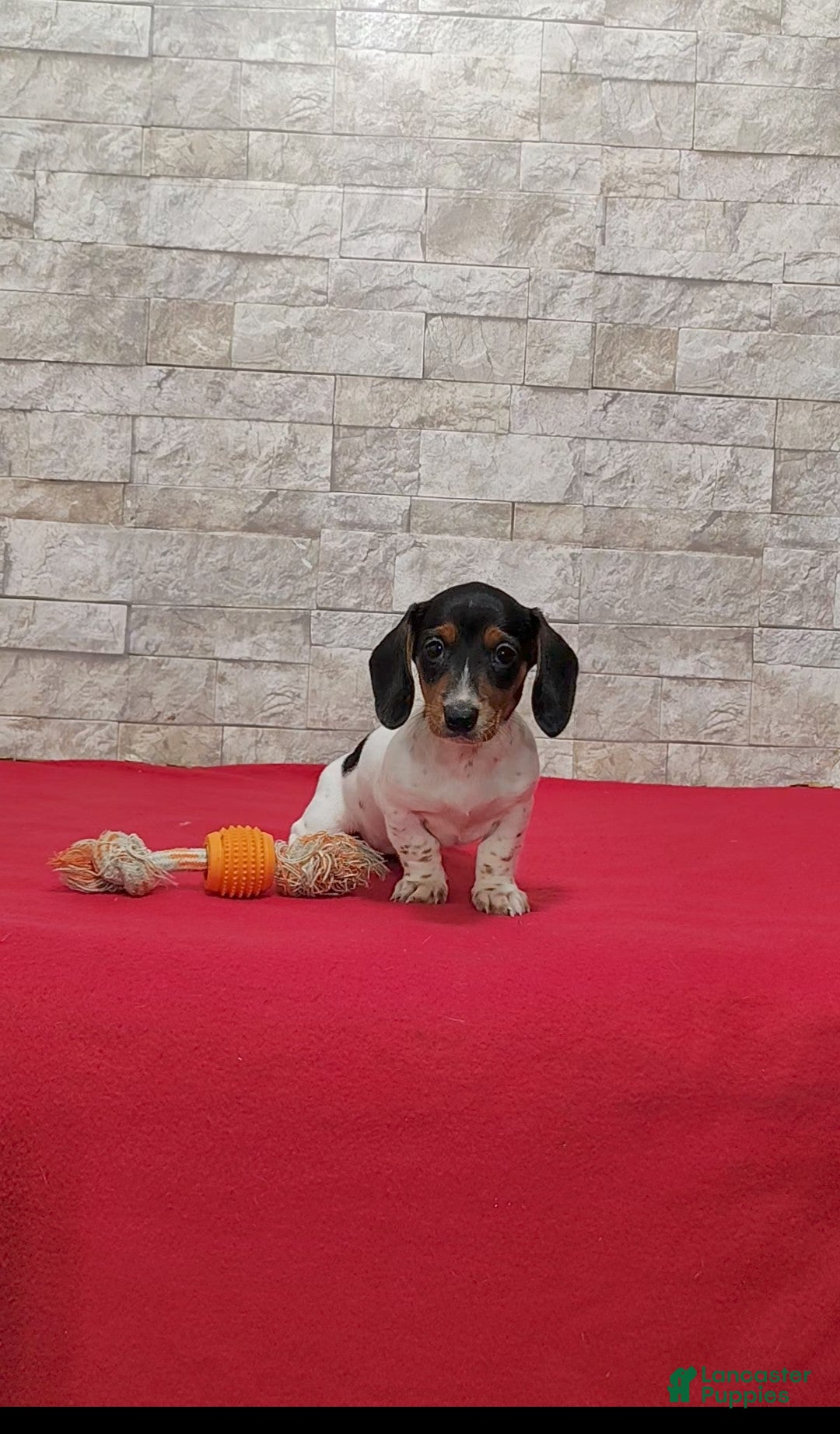 Miniature Dachshund dogs for sale: Sandra - Ad 1