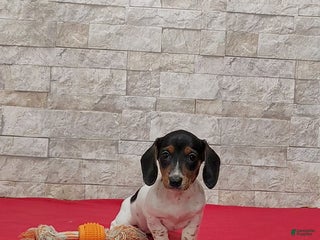 Miniature Dachshund dogs Sandra - Ad 40