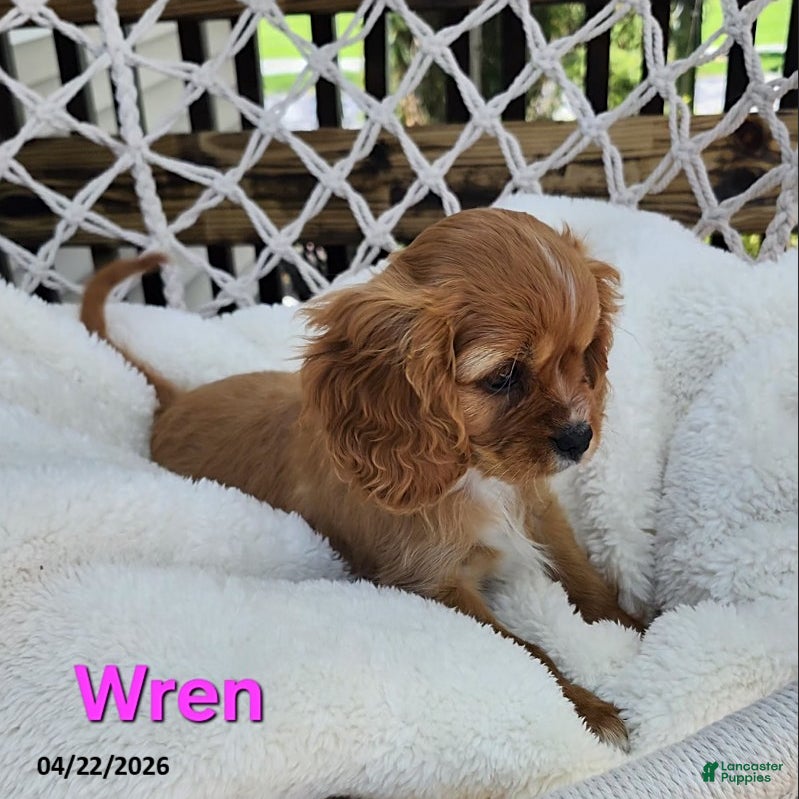 Cavapoo dogs Wren - Ad 1