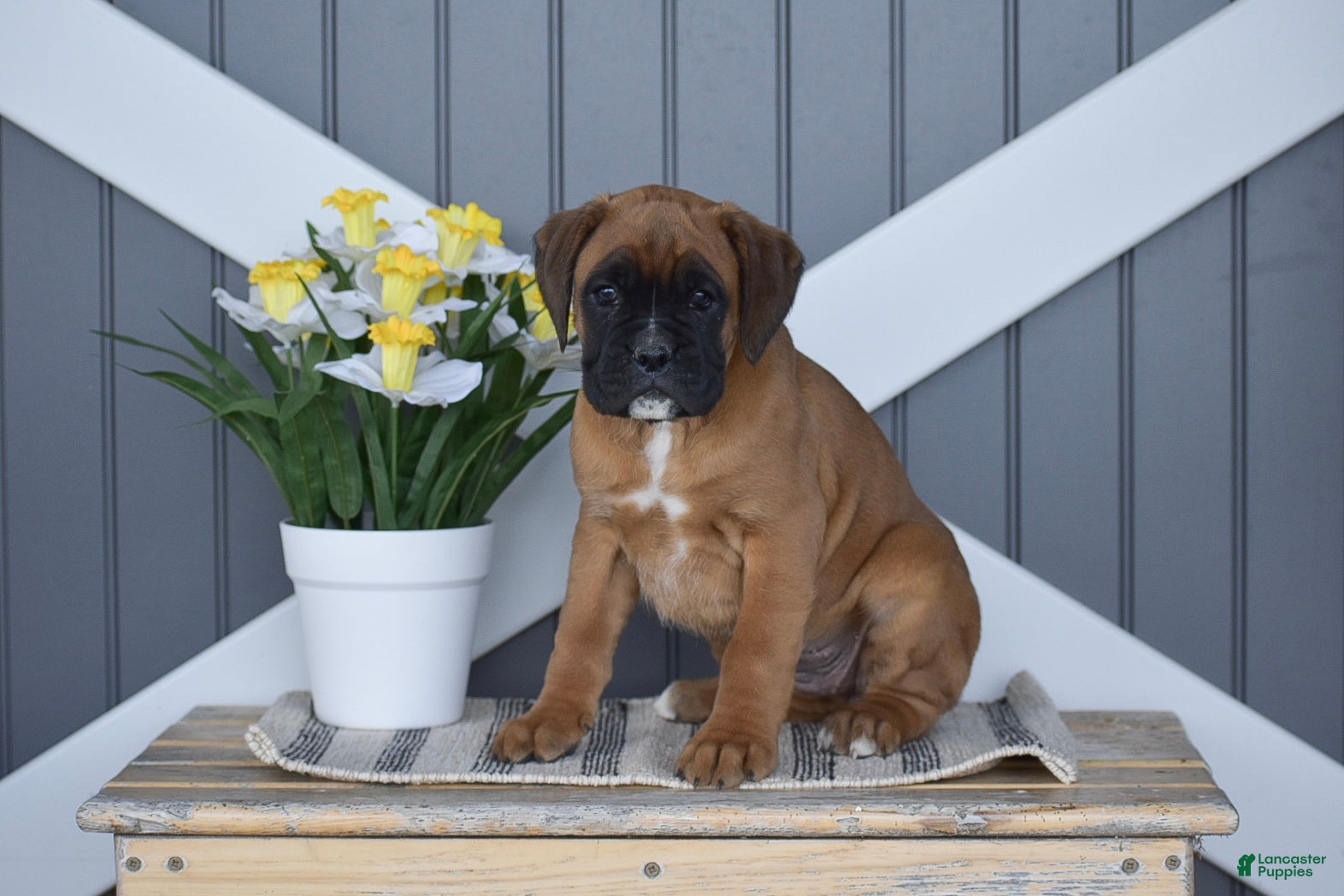 Boxer dogs Gemma - Ad 2