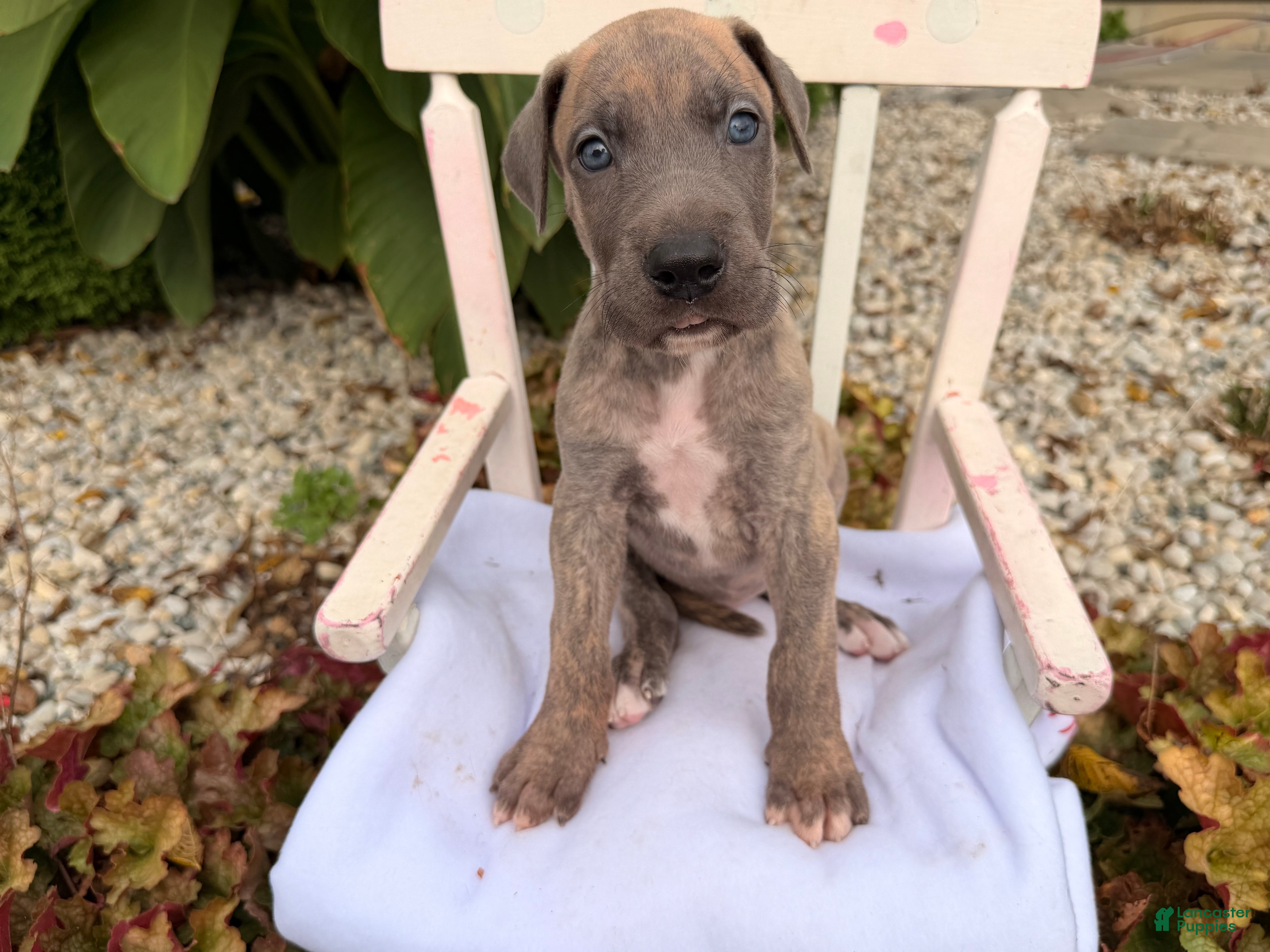 Great Dane dogs Oscar  - Ad 1