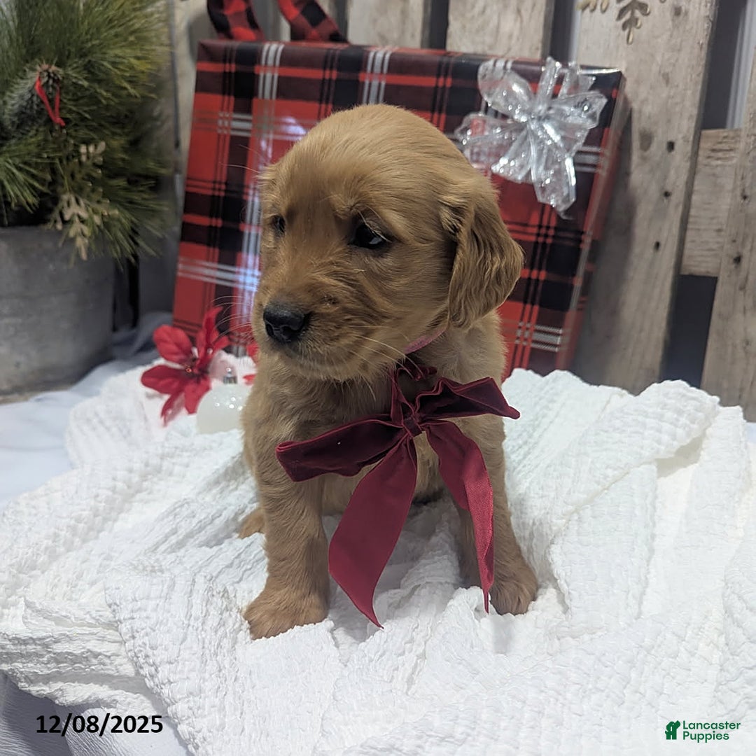 Golden Retriever dogs for sale: Hope - Ad 4