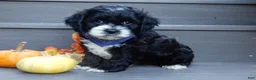 Cockapoo dogs for sale: Dakota - Ad 5