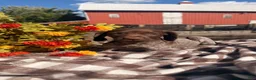 German Shorthaired Pointer dogs for sale: Birdie  - Ad 3