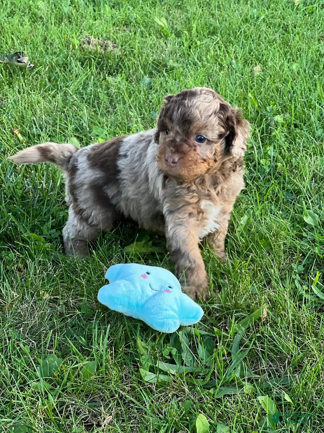 Aussiedoodle dogs for sale: Hazel Miniature Aussiedoodle  - Ad 2