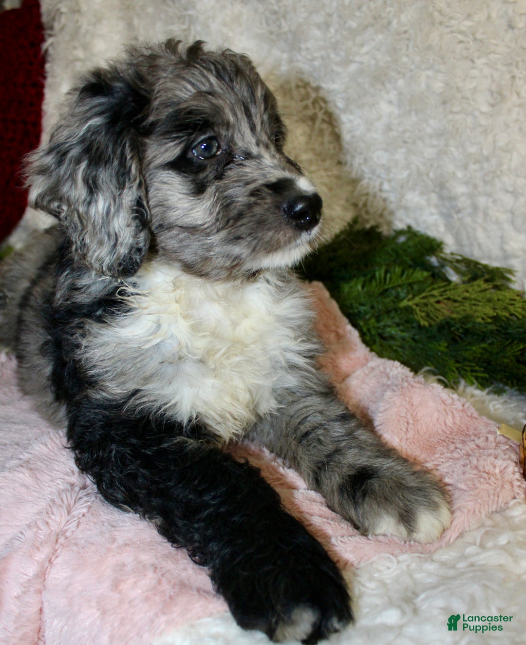 Bernedoodle dogs for sale: Daisy  - Ad 5
