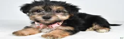 Morkie dogs for sale: Violet - Ad 2