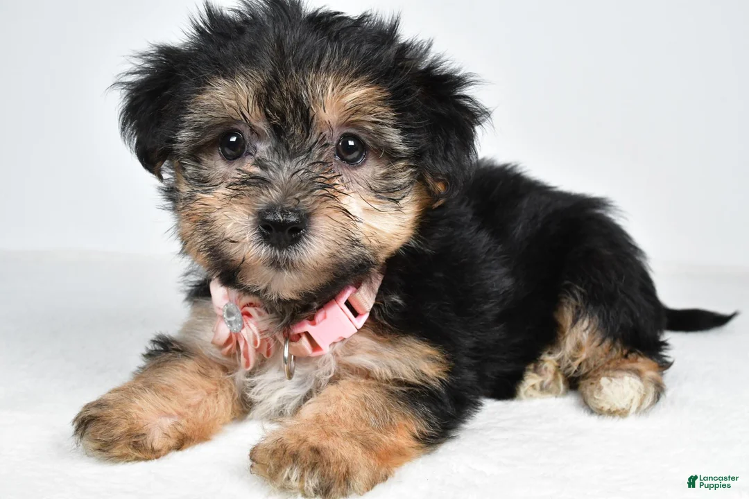 Morkie dogs for sale: Violet - Ad 2