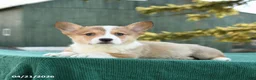 Welsh Corgi Pembroke dogs for sale: Sheriff - Ad 3