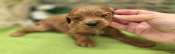 Cavapoo dogs for sale: Grub - Ad 29